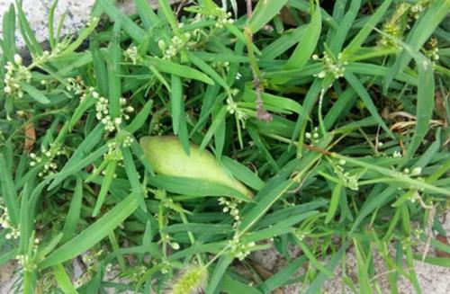 地梢瓜的功效与作用