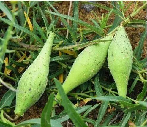 地梢瓜的功效与作用