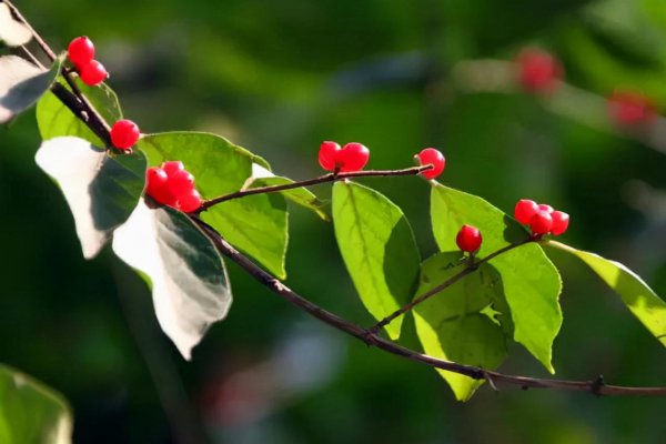 王维的代表作品有什么