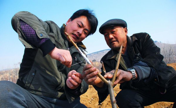 什么时候嫁接果树最好