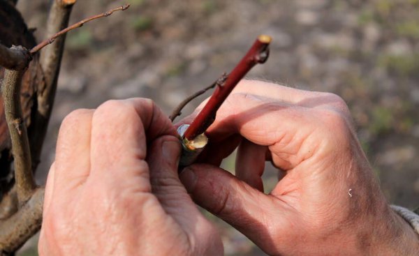 什么时候嫁接果树最好