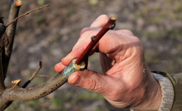 什么时候嫁接果树最好