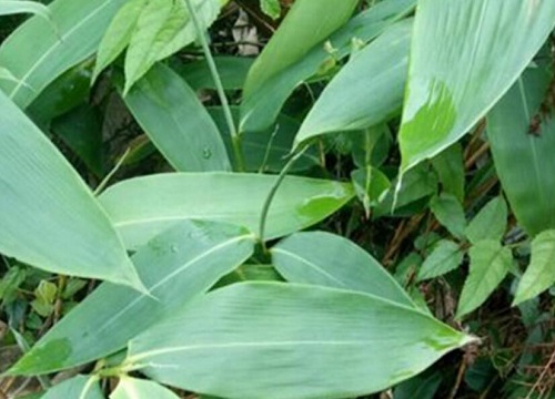 粽叶是什么树的叶子