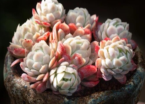 阴雨天多肉需要补光灯吗