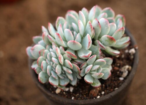 阴雨天多肉需要补光灯吗