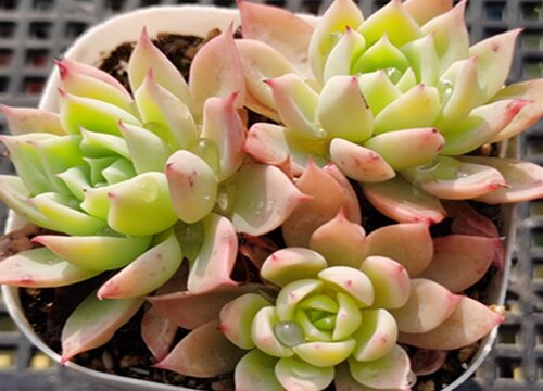 阴雨天多肉需要补光灯吗