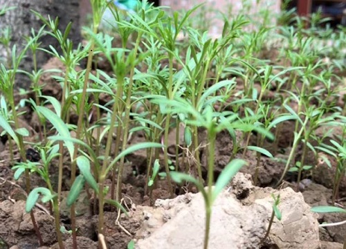 波斯菊最佳种植时间和方法图解