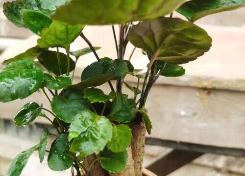 金钱兜的风水禁忌及摆放位置