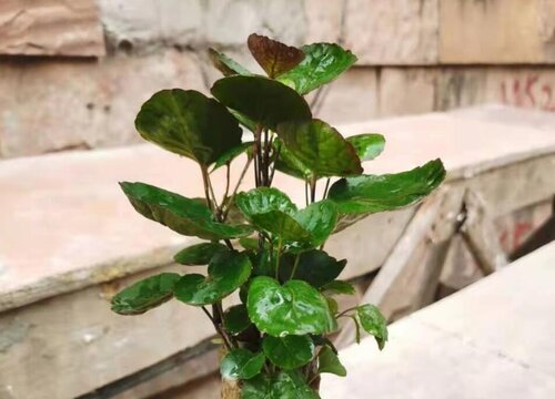 金钱兜的风水禁忌及摆放位置