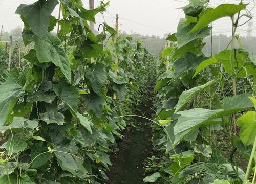 种的丝瓜为什么不开花不结果