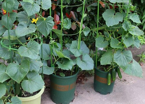 种的丝瓜为什么不开花不结果