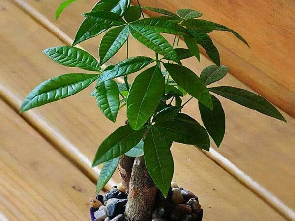 发财树叶子发蔫下垂怎么办