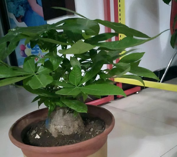 发财树叶子发蔫下垂怎么办