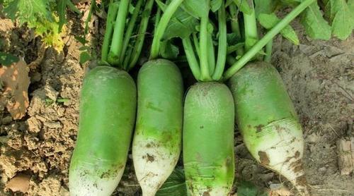 萝卜打什么封闭除草剂