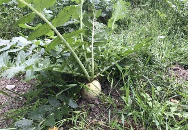 萝卜打什么封闭除草剂