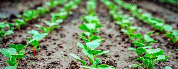 萝卜打什么封闭除草剂