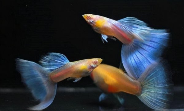 孔雀鱼会吃自己生的小鱼吗