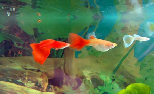 孔雀鱼会吃自己生的小鱼吗