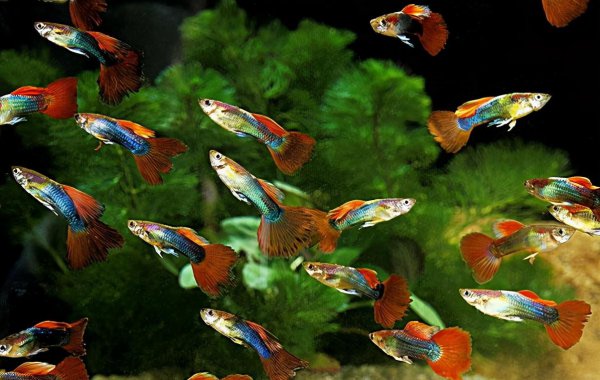 孔雀鱼会吃自己生的小鱼吗