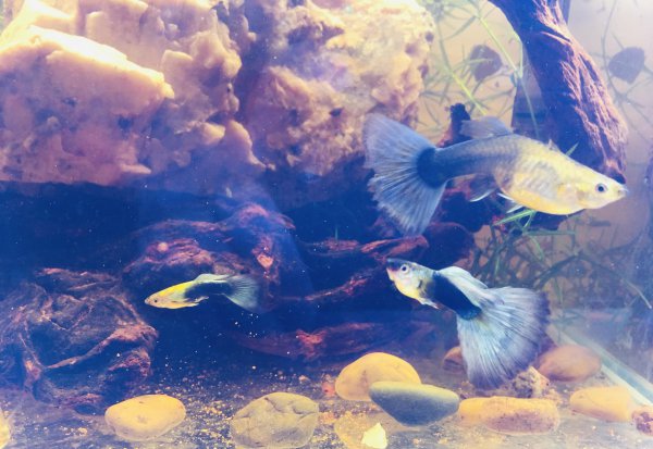 孔雀鱼会吃自己生的小鱼吗