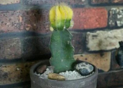 仙人掌什么季节开花 花期在几月份