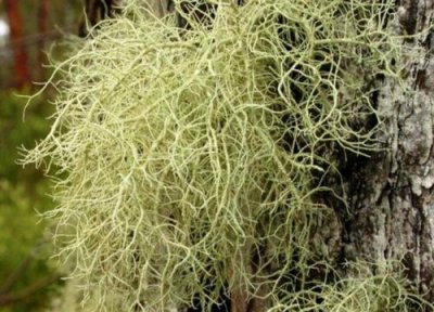 树花长什么样 树花生长在什么地方