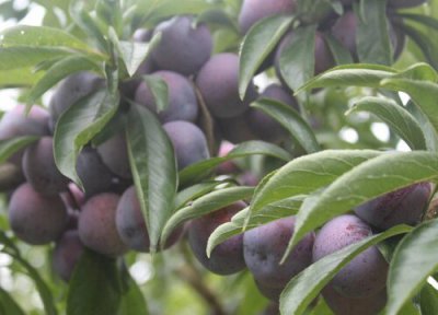 脆红李产地与品种 脆红李几月份成熟