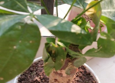 小发财树烂根怎么补救 介绍简单救治方法