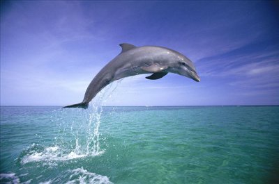 海洋馆的海豚能活多久 野生海豚的寿命最长能达到多少年