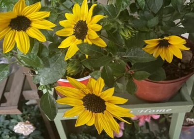 葵花的花期时间 葵花花期是什么时候