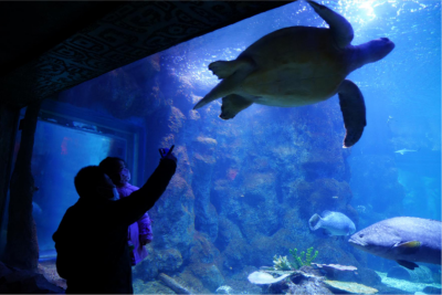 海龟的活动方式和特点 海龟的种类以及其食物来源