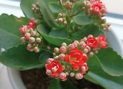 长寿花有花苞了怎么养护 长寿花怎么养花苞蹭蹭冒开爆盆