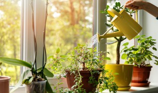 冬天怎么给花浇水 冬天如何给花浇水