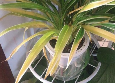 吊兰叶子焦了怎么办 吊兰叶片焦尖了怎么办