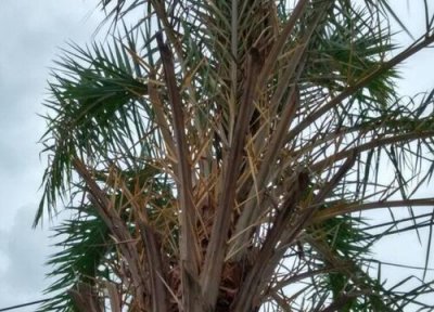 海枣树种植中常见病害 海枣树病虫害防治技术与方法措施