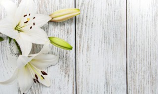 什么花的花语是平安 寓意平安的花有哪些