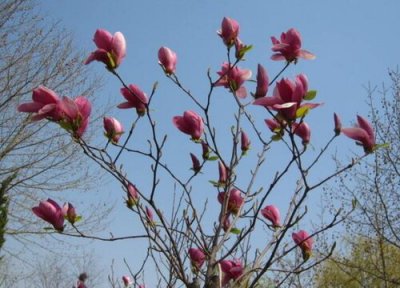 广玉兰什么时候开花 花期是几月到几月
