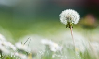 踏青常见植物有哪些 踏青常见植物介绍