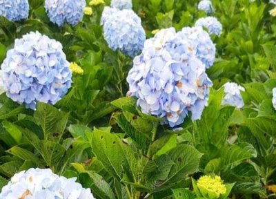 如何养绣球花可以多开花 绣球花怎么养开的花又多又美