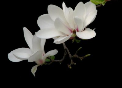 玉兰一年开几次花 开花的寓意与预兆