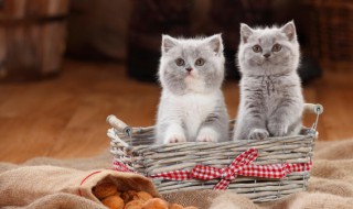 猫瘟治疗 猫瘟怎么治疗