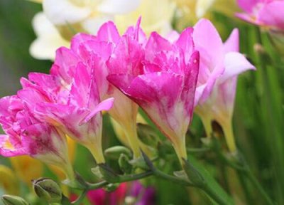 香雪兰的风水禁忌 家里养风雪兰风水寓意和摆放