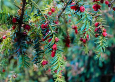 现在种什么树苗最有价值 目前最值钱有前景的绿化树苗