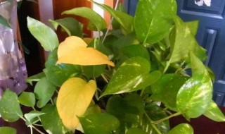 绿萝发霉怎么办 绿萝发霉怎么解决