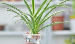 水培吊兰怎么养更旺盛 水培吊兰如何养