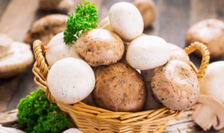 鲜蘑菇怎么挑 鲜蘑菇如何挑选