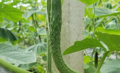 黄瓜的落蔓技术操作要点 黄瓜什么时候吊蔓最好