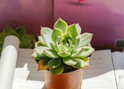 养护观音莲的正确方法 绿植观音莲的养殖方法和注意事项