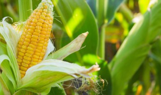玉米科学种植方法简单 种植玉米简单的方法