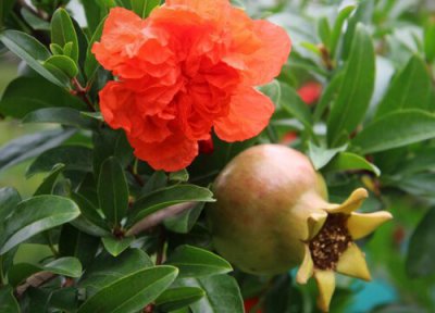 为什么高处石榴树才开花 石榴树不开花结果是什么原因